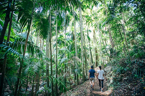 Tamborine Rainforest SkyWalk